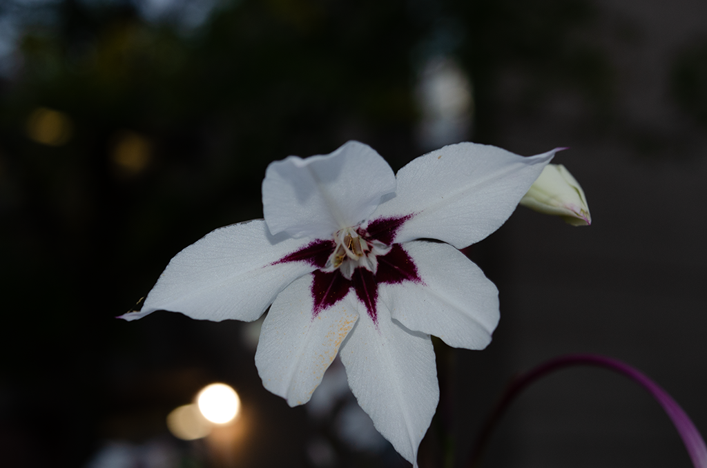 Close up of a white and purple flower. If I was a bee I'd probably be more jazzed about it.