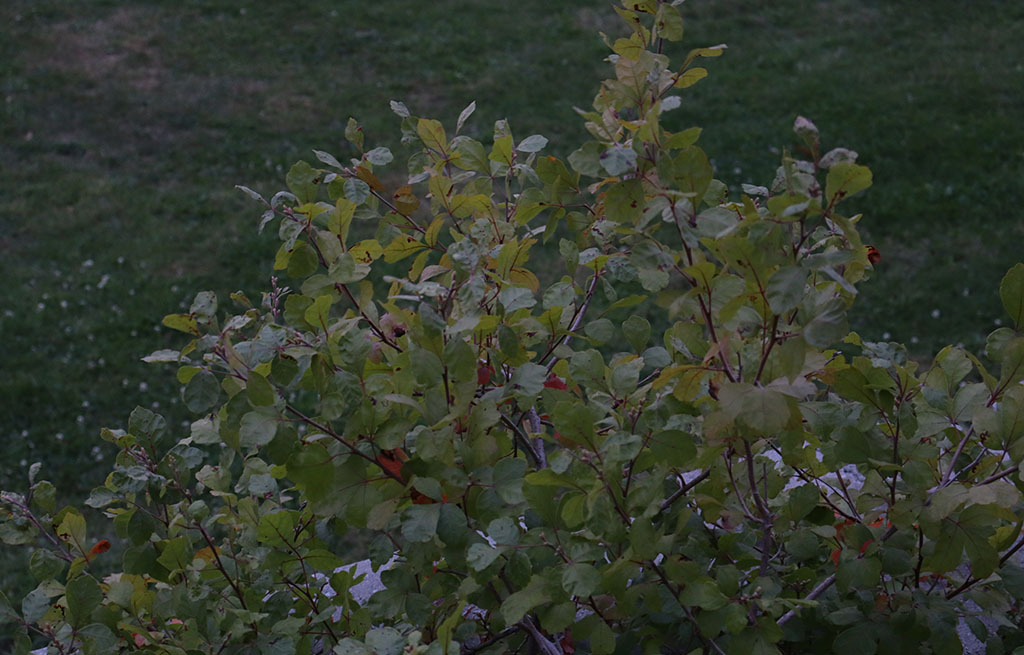 Close-up shot of a bush at the Wolves Den, the gym and bar are behind the photo. 