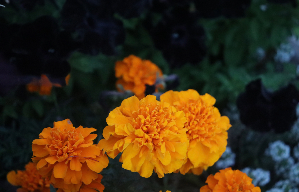 A close up image of an orange flower in a group of many flowers and plants.