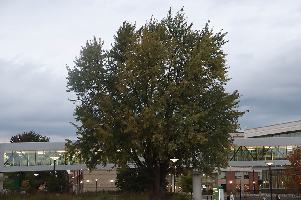 A wide shot photo of the large tree centered in the middle of the Algonquin College campus.