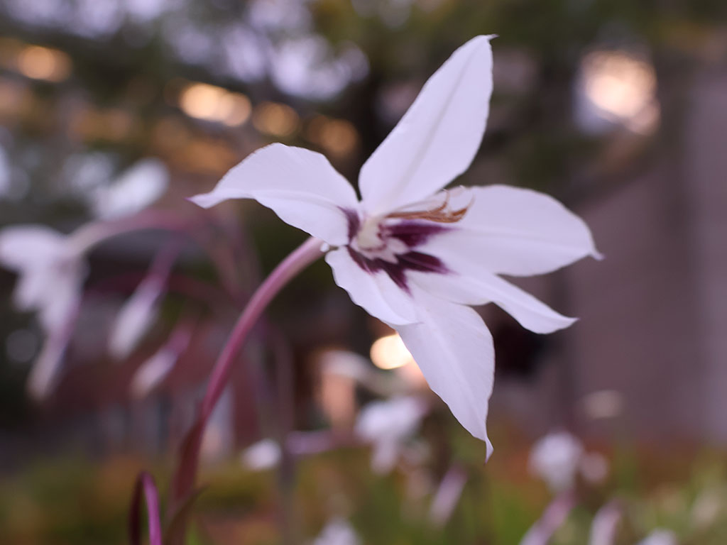 An Abyssinian gladiolus growing outside N-Building