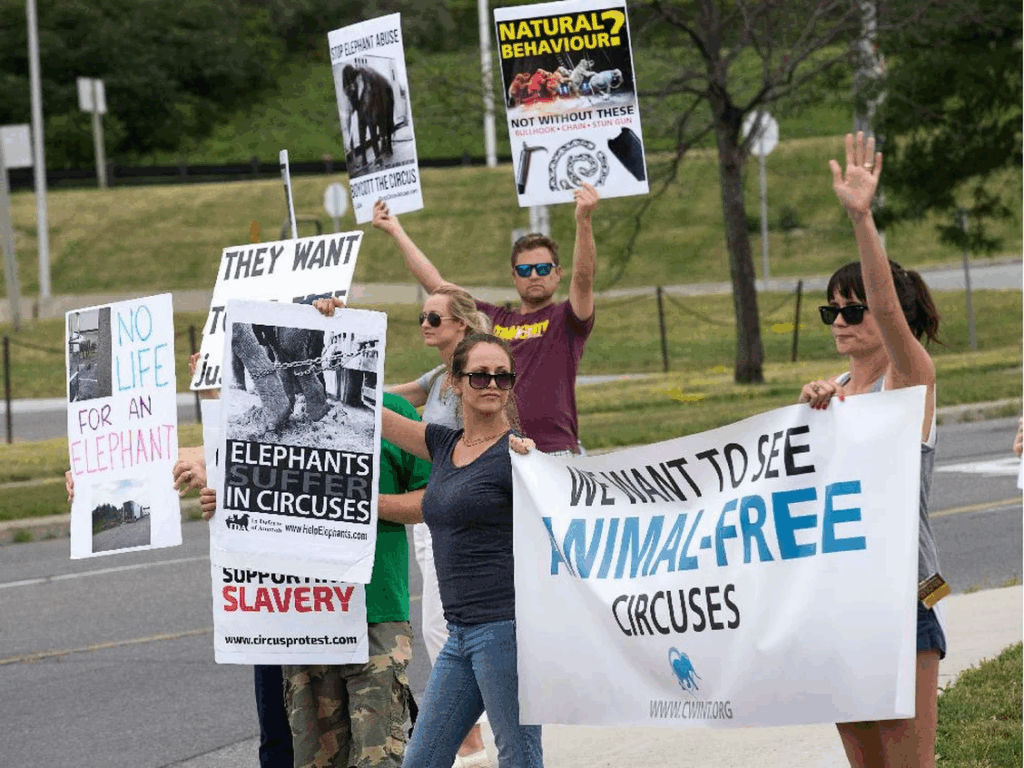 About 30 activists from the Ottawa Animal Defense League protested against what they say is cruelty taking place within the Shrine Circus. Ottawa Citizen