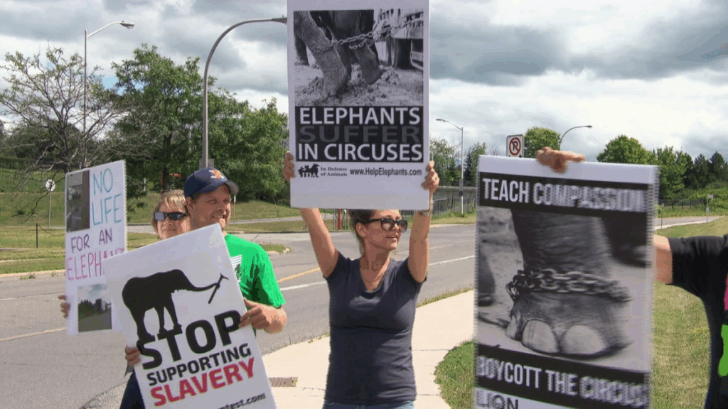 Protesters hold the sign "Elephnats are abused".