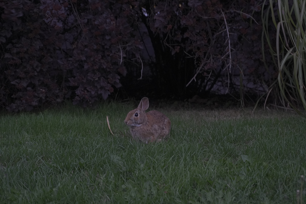 A rabbit is coming out for fresh air.